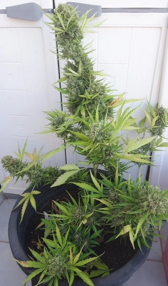 Zamaldelica Auto Femminizzata - ACE Seeds - immagine 15