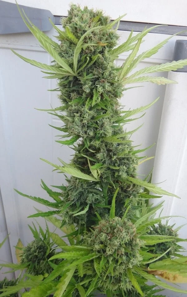 Zamaldelica Auto Femminizzata - ACE Seeds - immagine 16