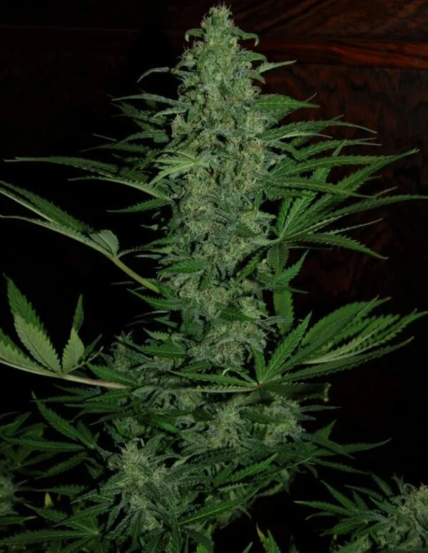 Zamaldelica Auto Femminizzata - ACE Seeds - immagine 4