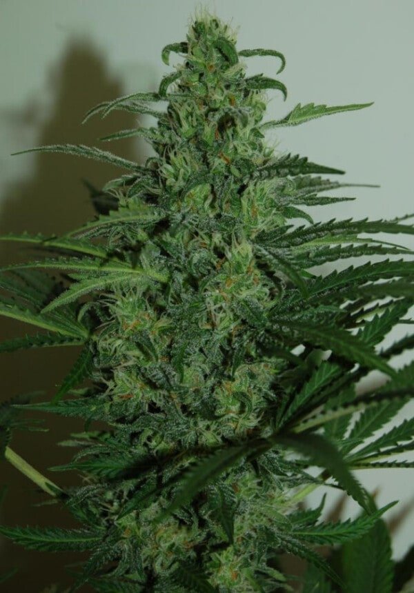 Ace Seeds Zamaldelica Auto Feminized Annibale Seedshop 3