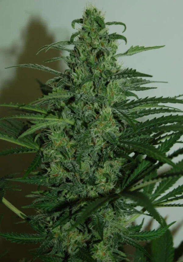 Zamaldelica Auto Femminizzata - ACE Seeds - immagine 5
