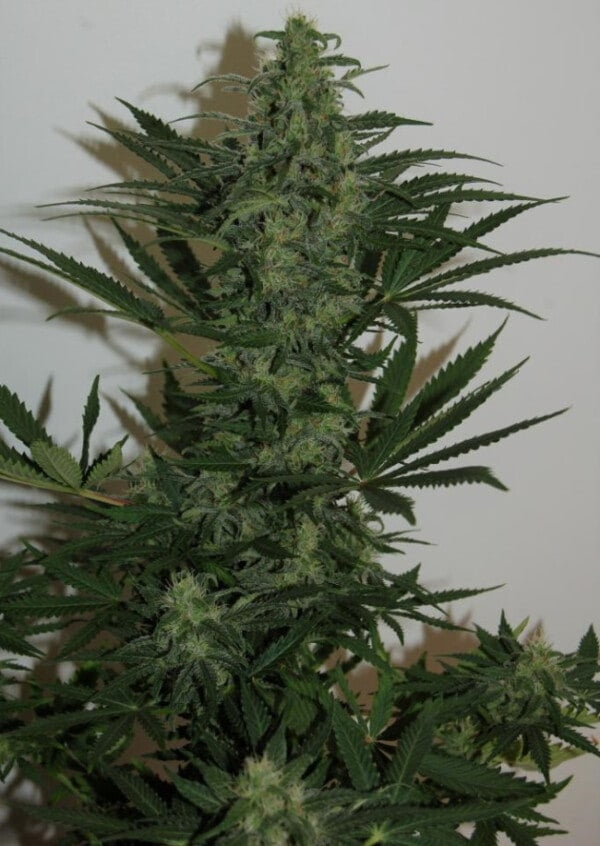 Ace Seeds Zamaldelica Auto Feminized Annibale Seedshop 4