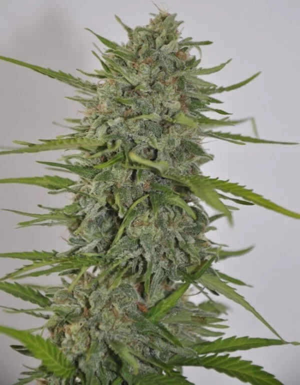Zamaldelica Auto Femminizzata - ACE Seeds - immagine 8