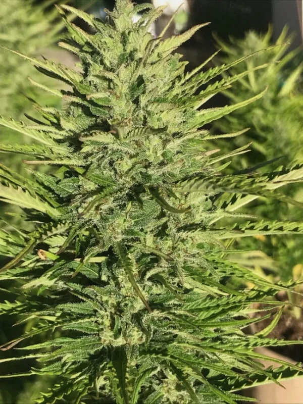 Zamaldelica Auto Femminizzata - ACE Seeds - immagine 7