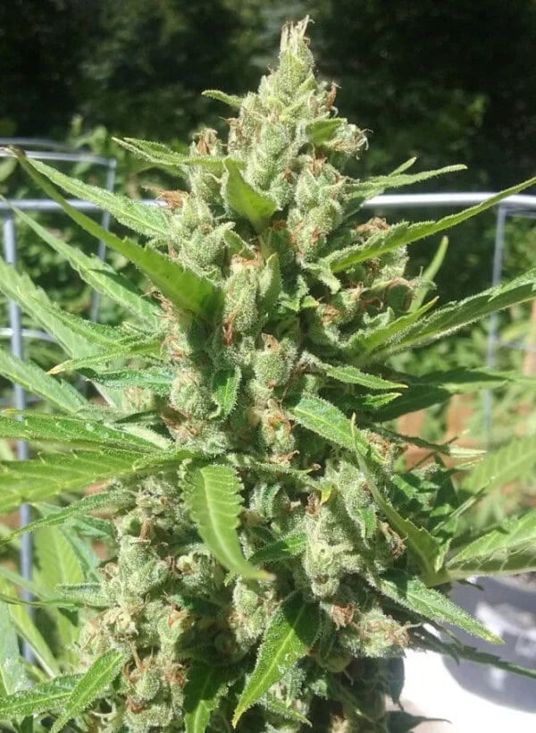 Zamaldelica Auto Femminizzata - ACE Seeds - immagine 9