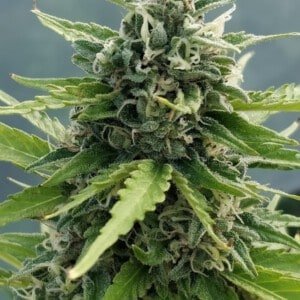 Ace Seeds Zamaldelica Auto Feminized Annibale Seedshop