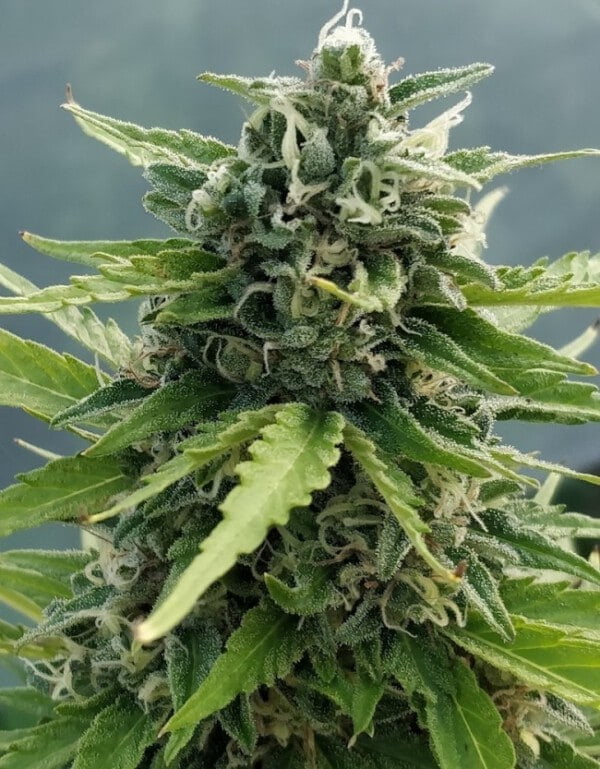 Ace Seeds Zamaldelica Auto Feminized Annibale Seedshop