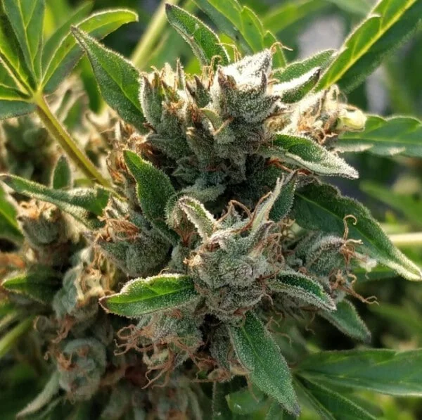 Zamaldelica Auto Femminizzata - ACE Seeds - immagine 11