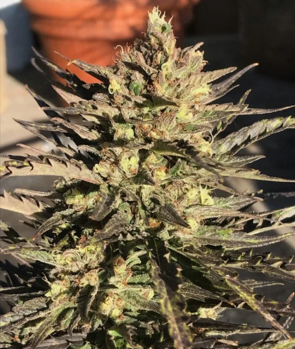 Zamaldelica Auto Femminizzata - ACE Seeds - immagine 10