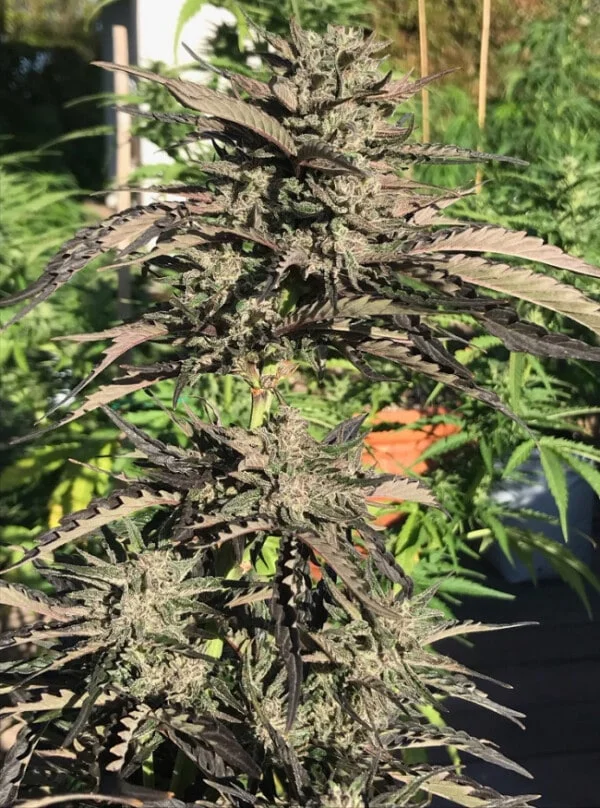 Zamaldelica Auto Femminizzata - ACE Seeds - immagine 12