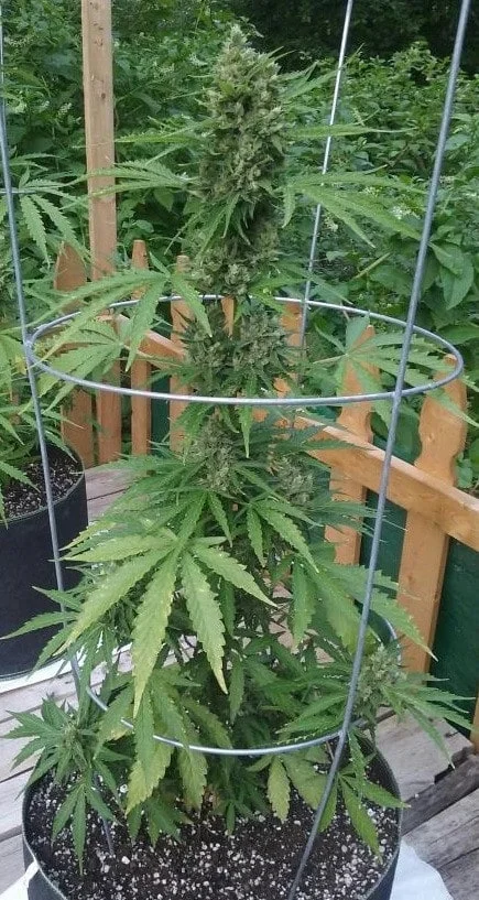 Zamaldelica Auto Femminizzata - ACE Seeds - immagine 13