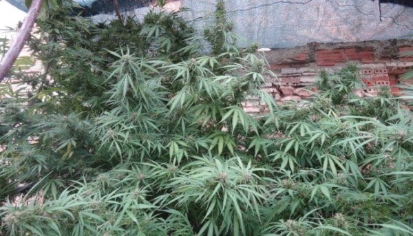 Zamaldelica Regolare - ACE Seeds - immagine 3