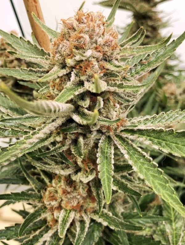 Zamaldelica Regolare - ACE Seeds - immagine 4