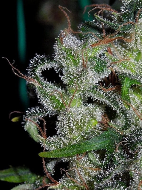 Zamaldelica Regolare - ACE Seeds - immagine 6