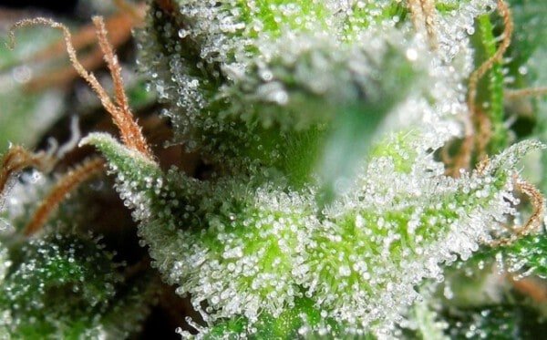 Zamaldelica Regolare - ACE Seeds - immagine 7