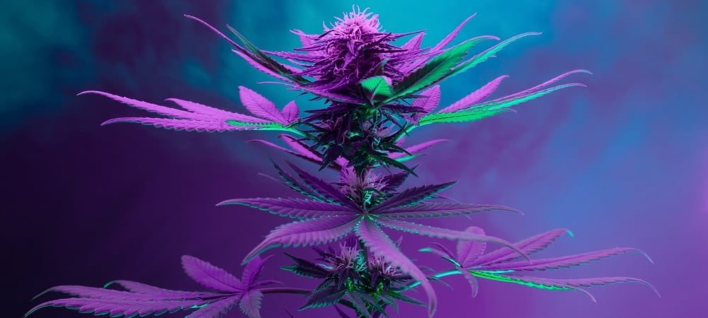 20 Best Auto Marijuana Weed Varieties Seeds (1)