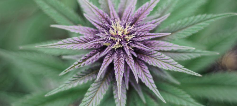 20 Best Auto Marijuana Weed Varieties Seeds