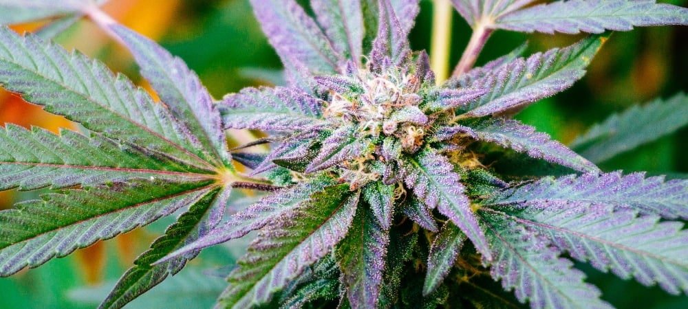 20 Best Autoflowering Cannabis Weed Varieties Seeds