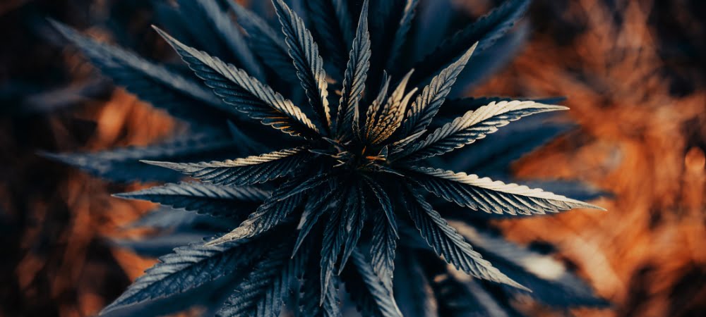 20 Best Automatic Cannabis Weed Varieties Seeds