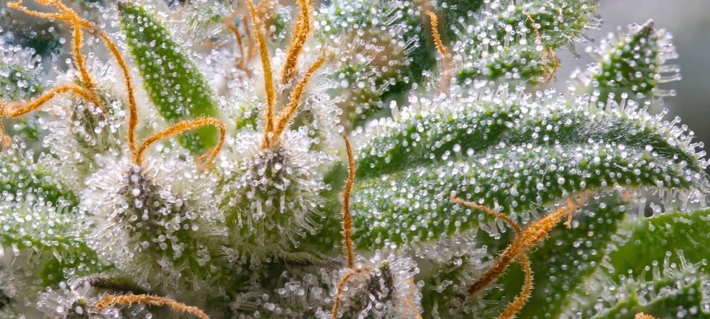 25 Most Potent Marijuana Weed Varieties Seeds (1)