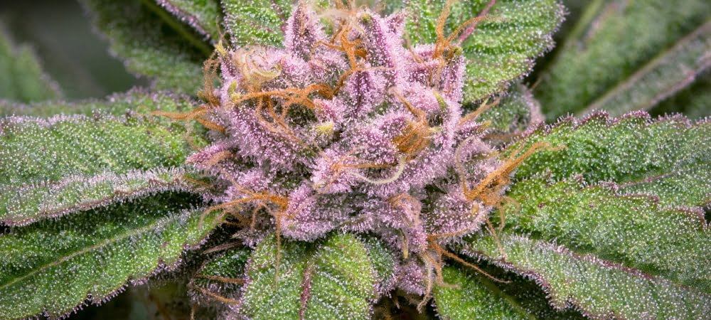 25 Most Potent Marijuana Weed Varieties Seeds (2)