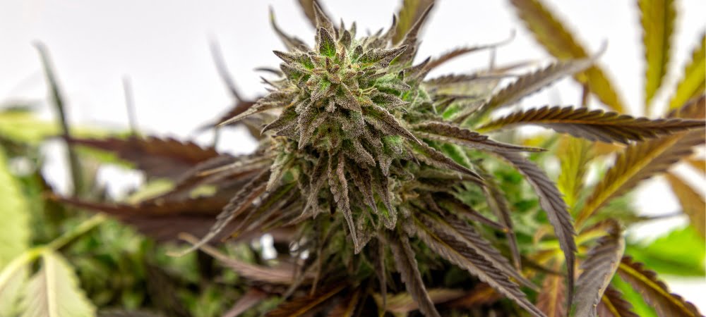 25 Most Potent Marijuana Weed Varieties Seeds
