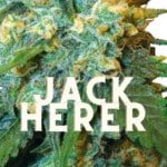 Jack Herer Effect Taste Story Price Seeds