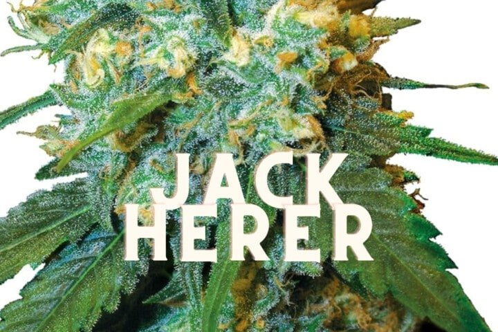 Jack Herer Effect Taste Story Price Seeds
