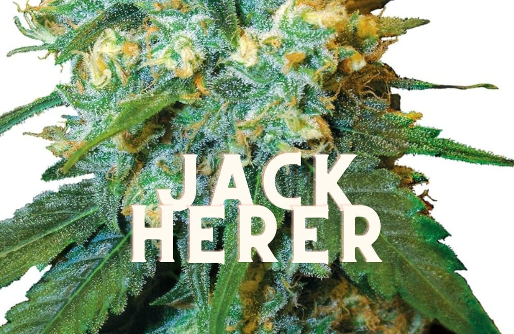 Jack Herer Effect Taste Story Price Seeds