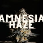 Amnesia Haze Effect Taste Story Price Seeds