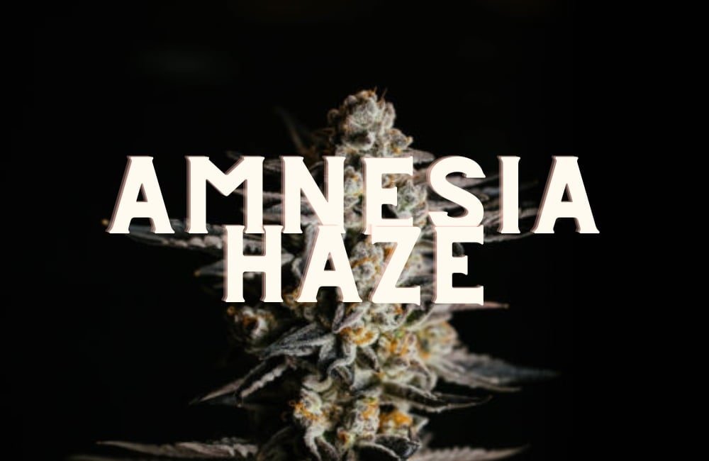 Amnesia Haze Effect Taste Story Price Seeds