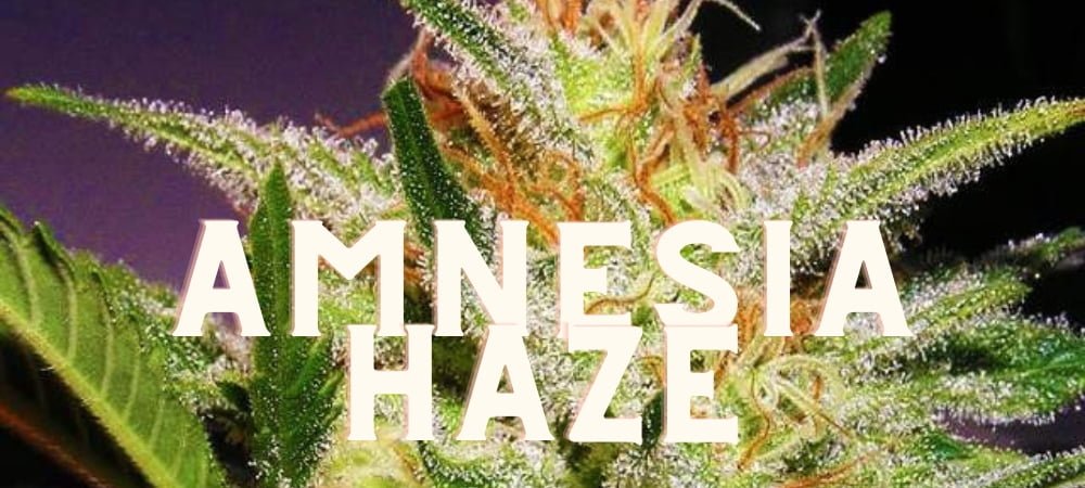 Amnesia Haze Storia Gusto Effetti Prezzo Costo Semi