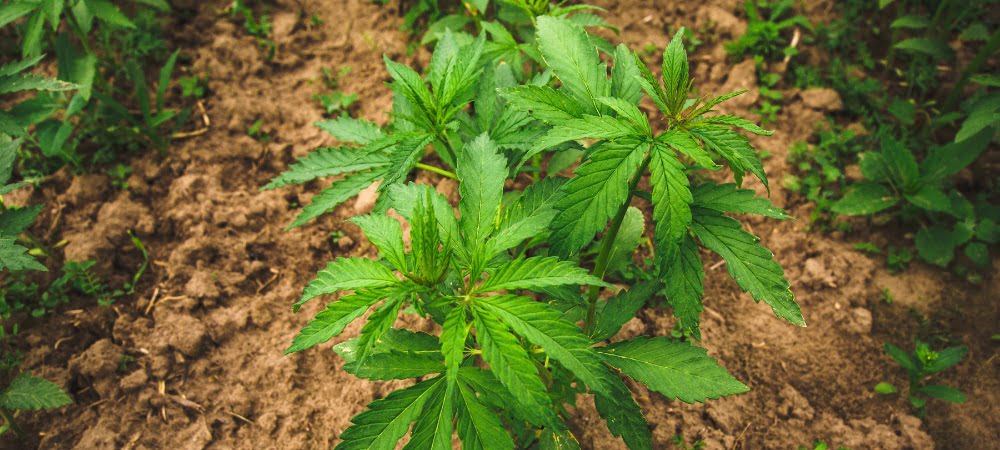 Best 10 Seeds Guerrilla Cannabis Weed