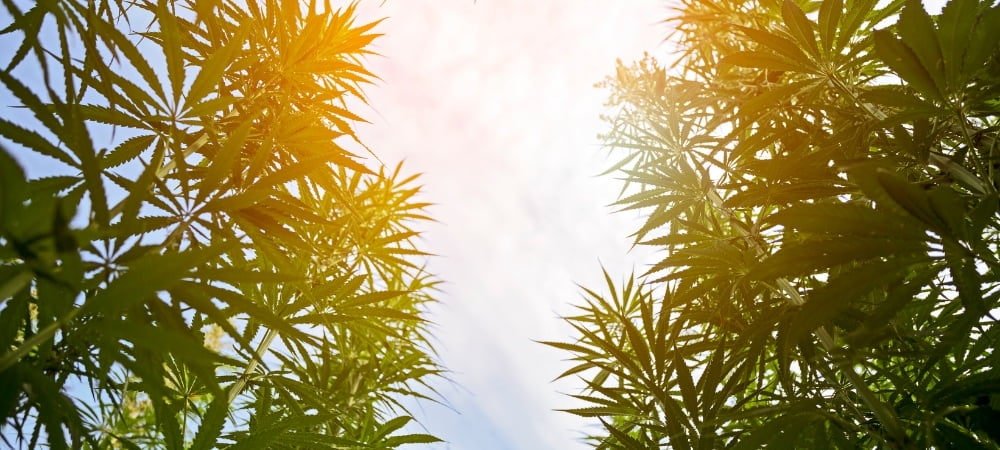 Best 10 Seeds Outdoor Cannabis Weed