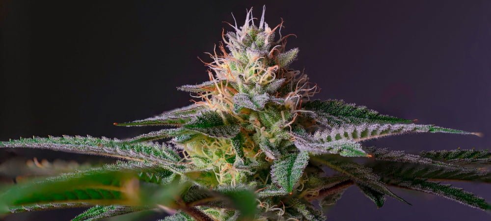 Best Cali U.s.a Marijuana Weed Varieties Seeds