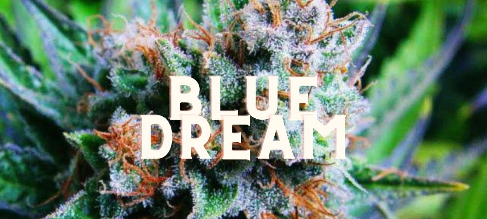 Blue Dream Cannabis Erba Gusto Effetti Prezzo Costo Semi