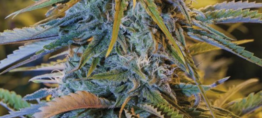 Blue Dream Cannabis Weed Marijuana Gusto Effetti Prezzo Costo Semi