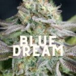 Blue Dream Effect Taste Story Price Seeds