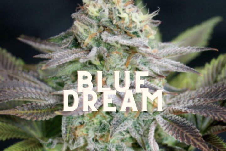 Blue Dream Effect Taste Story Price Seeds