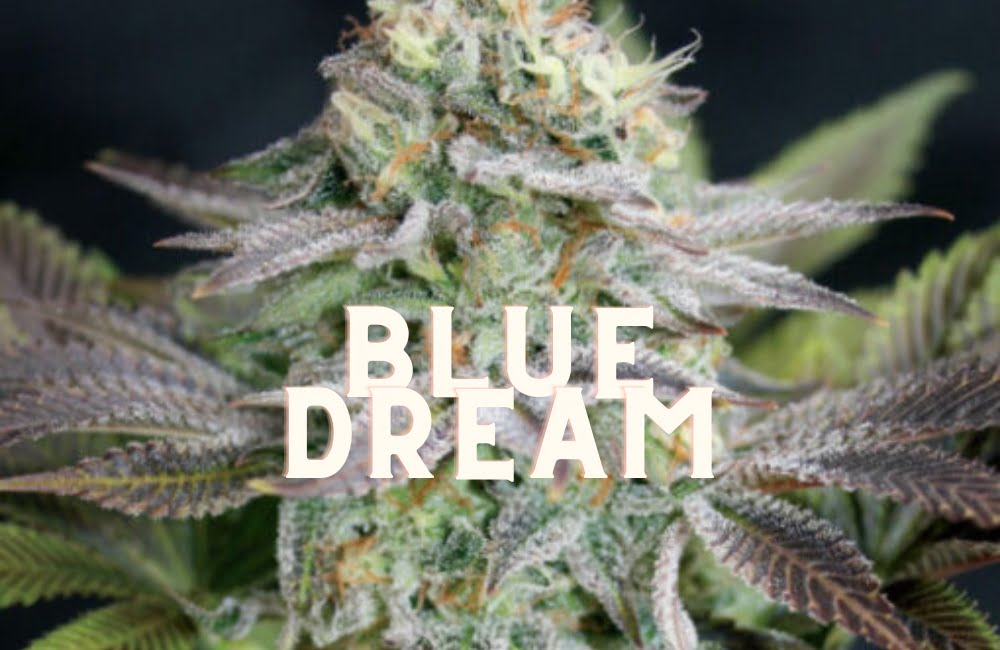 Blue Dream Effect Taste Story Price Seeds