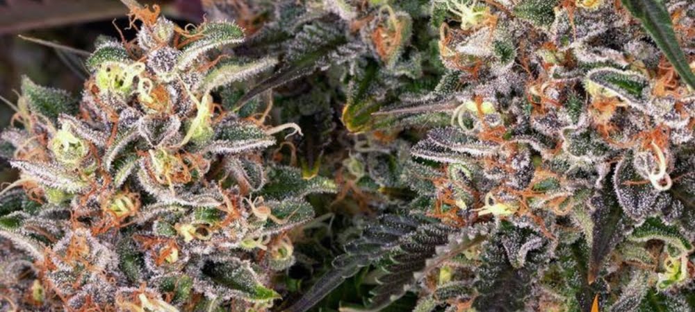 Blueberry Cannabis Weed Gusto Effetti Prezzo Costo Semi