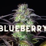 Blueberry Effect Taste Story Price Seeds