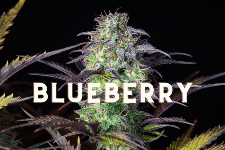 Blueberry Effect Taste Story Price Seeds