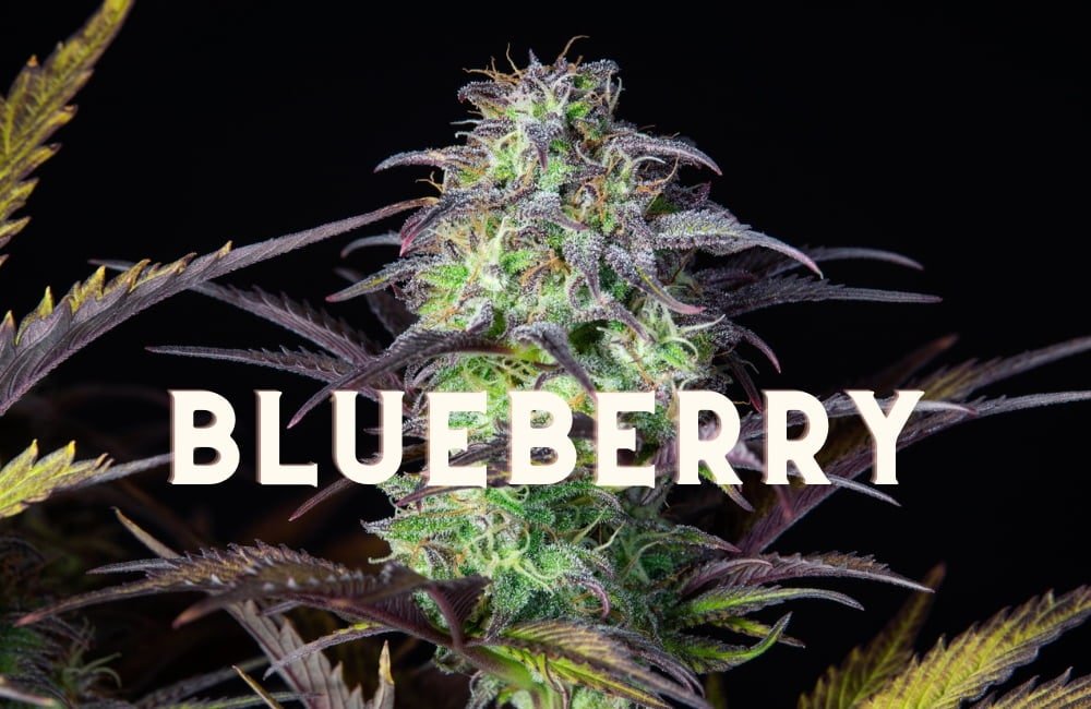 Blueberry Effect Taste Story Price Seeds