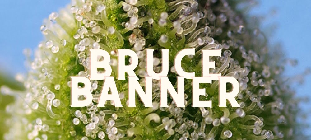 Bruce Banner Cannabis Erba Gusto Effetti Prezzo Costo Semi
