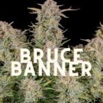 Bruce Banner Effect Taste Story Price Seeds