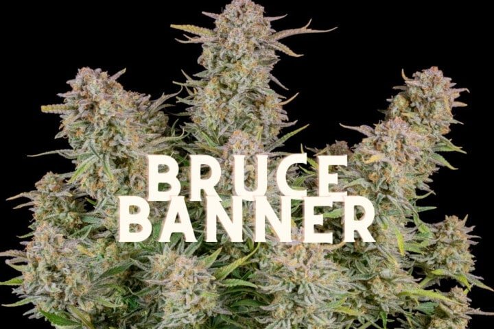 Bruce Banner Effect Taste Story Price Seeds