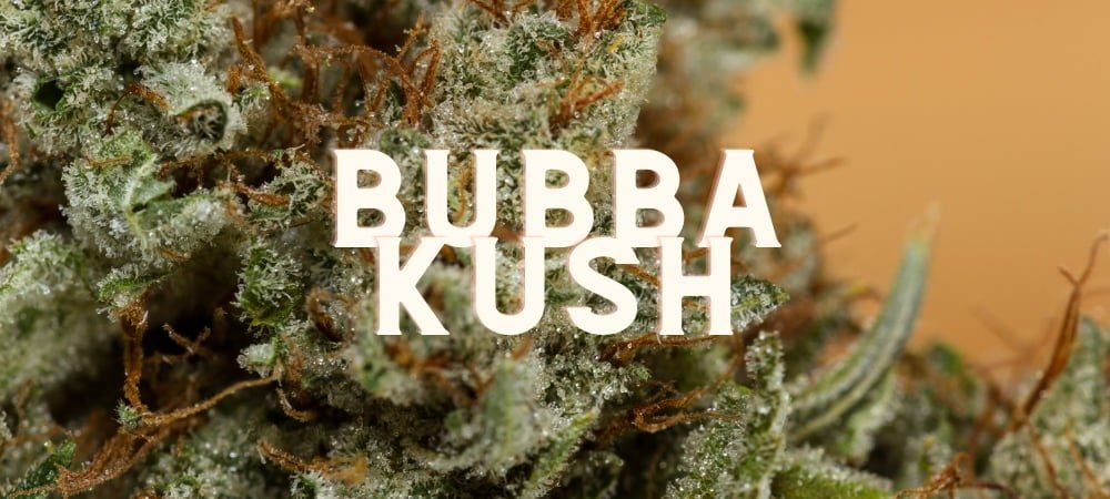 Bubba Kush Cannabis Weed Marijuana Gusto Effetti Prezzo Costo Semi