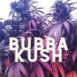 Bubba Kush Effect Taste Story Price Seeds