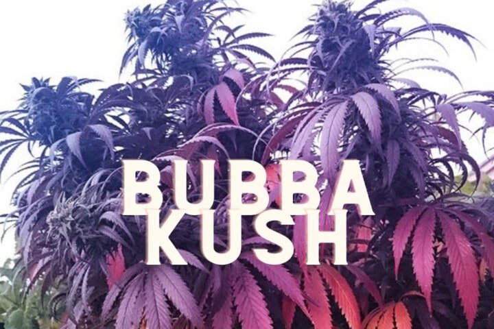 Bubba Kush Effect Taste Story Price Seeds